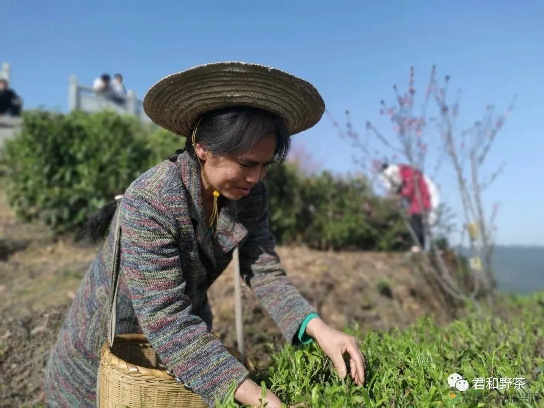 桃源山水一壶茶,里宝山上约起来(图17) 桃源山水一壶茶,里宝山上约起来(图17)