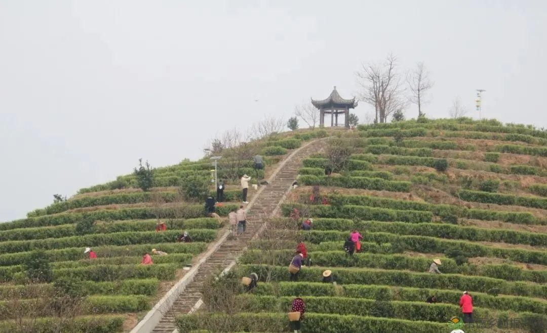 桃源山水一壶茶,里宝山上约起来(图18) 桃源山水一壶茶,里宝山上约起来(图18)