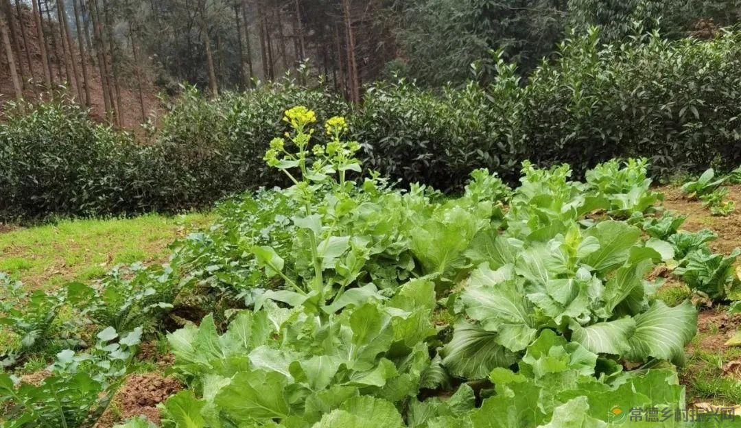 桃源山水一壶茶,里宝山上约起来(图22) 桃源山水一壶茶,里宝山上约起来(图22)