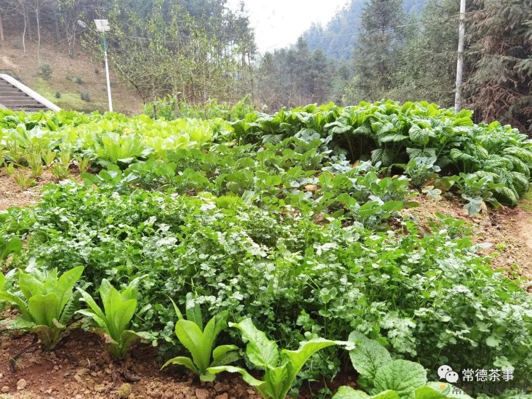 桃源山水一壶茶,里宝山上约起来(图21) 桃源山水一壶茶,里宝山上约起来(图21)