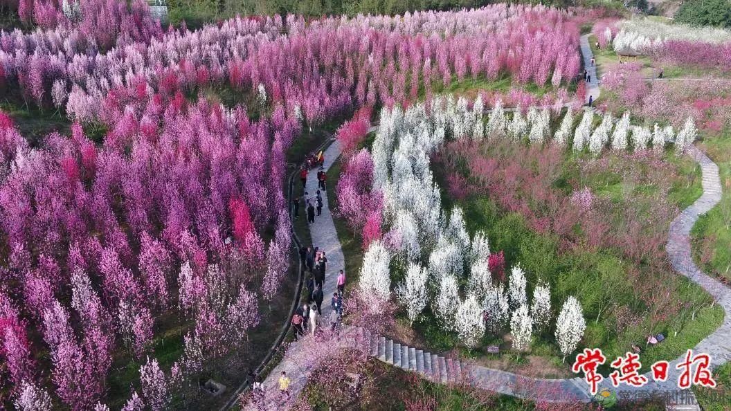 常德桃花源景区第三届国际花朝节明日启幕(图2) 常德桃花源景区第三届国际花朝节明日启幕(图2)
