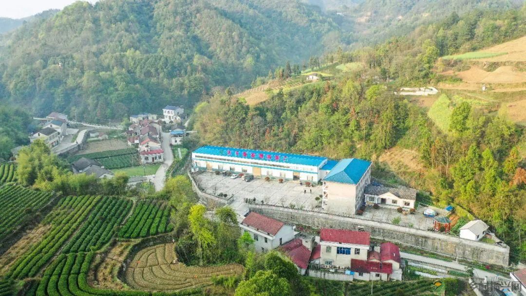 茶山行 | 常德市茶文化促进会牵手天下康茶业开展交流活动