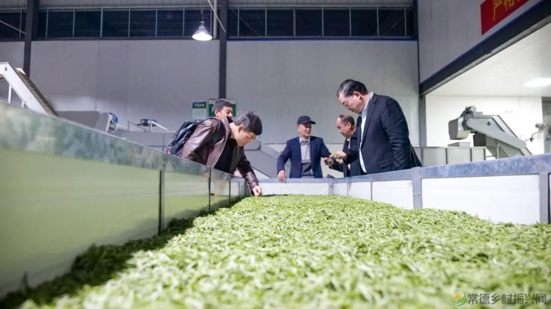 茶山行 | 常德市茶文化促进会牵手天下康茶业开展交流活动(图6) 茶山行 | 常德市茶文化促进会牵手天下康茶业开展交流活动(图6)