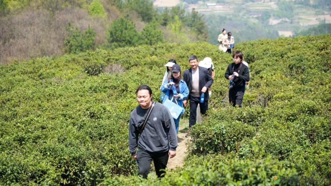 茶山行 | 常德市茶文化促进会牵手天下康茶业开展交流活动(图20) 茶山行 | 常德市茶文化促进会牵手天下康茶业开展交流活动(图20)