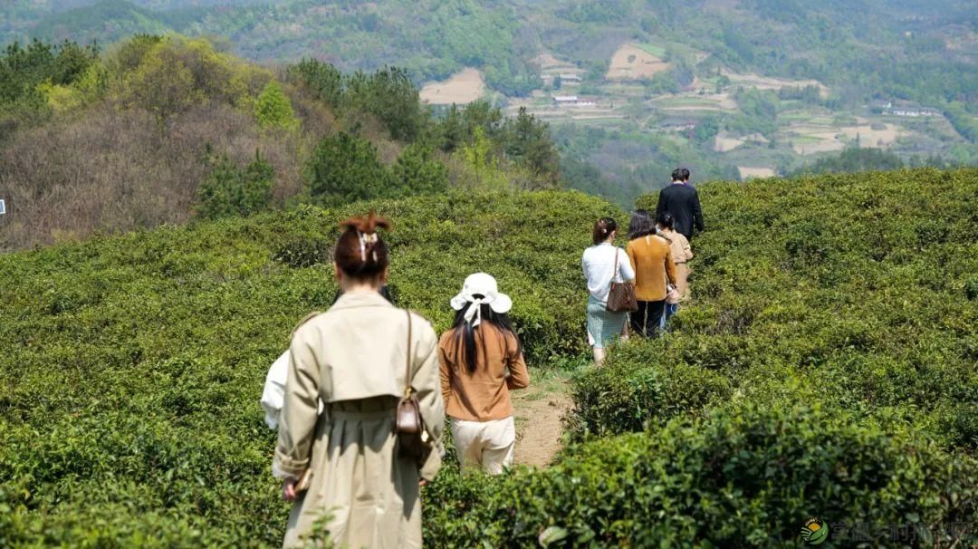 茶山行 | 常德市茶文化促进会牵手天下康茶业开展交流活动(图28) 茶山行 | 常德市茶文化促进会牵手天下康茶业开展交流活动(图28)