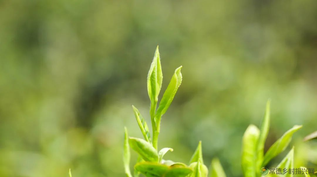 茶山行 | 常德市茶文化促进会牵手天下康茶业开展交流活动(图29) 茶山行 | 常德市茶文化促进会牵手天下康茶业开展交流活动(图29)