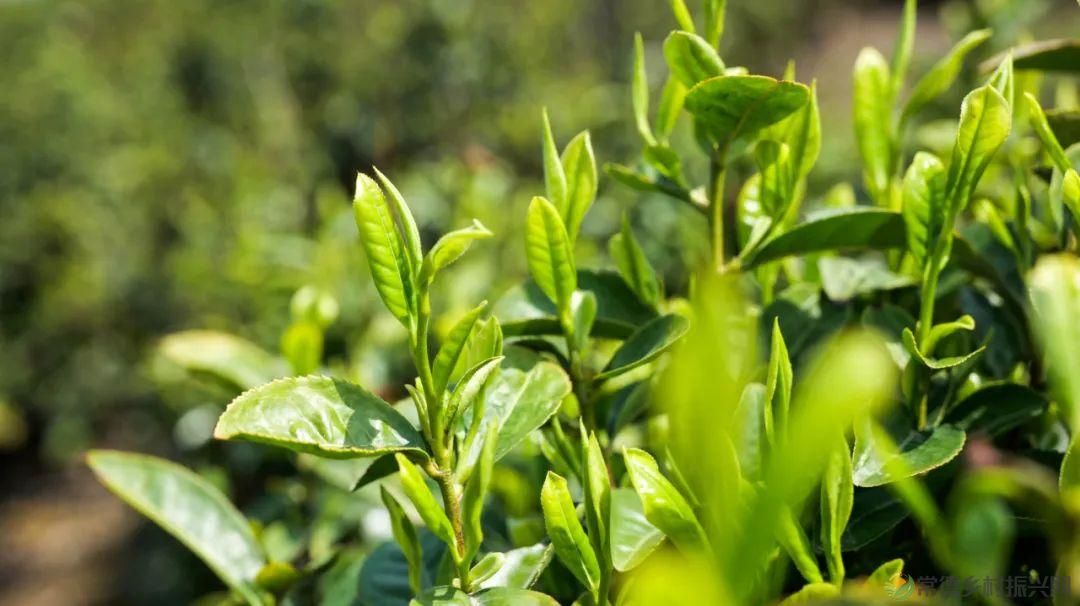 茶山行 | 常德市茶文化促进会牵手天下康茶业开展交流活动(图30) 茶山行 | 常德市茶文化促进会牵手天下康茶业开展交流活动(图30)