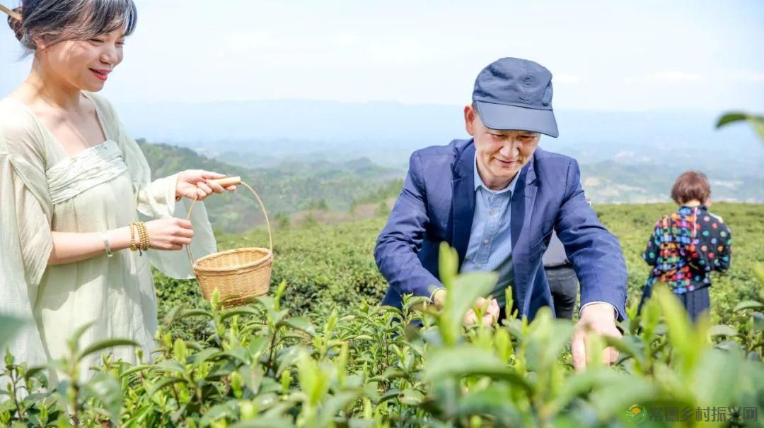 茶山行 | 常德市茶文化促进会牵手天下康茶业开展交流活动(图31) 茶山行 | 常德市茶文化促进会牵手天下康茶业开展交流活动(图31)