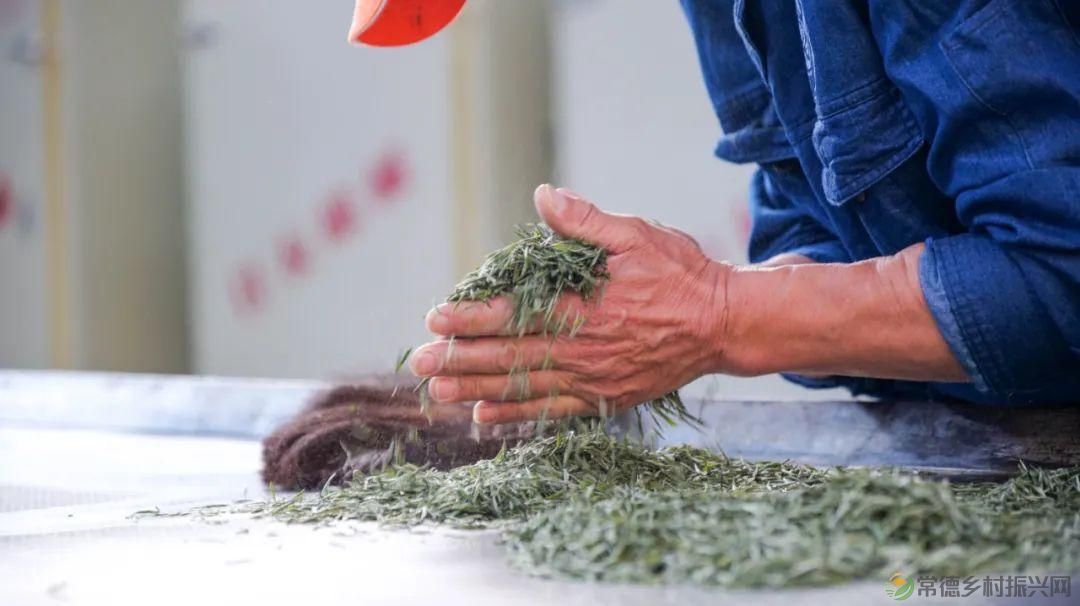 茶山行 | 常德市茶文化促进会牵手天下康茶业开展交流活动(图37) 茶山行 | 常德市茶文化促进会牵手天下康茶业开展交流活动(图37)