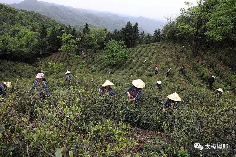 诗意行走万阳山,茶香溢满一峰尖(图5) 诗意行走万阳山,茶香溢满一峰尖(图5)
