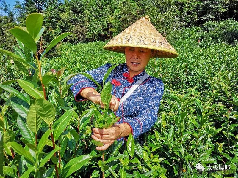 诗意行走万阳山,茶香溢满一峰尖(图10) 诗意行走万阳山,茶香溢满一峰尖(图10)