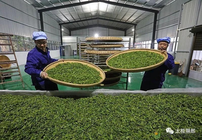 诗意行走万阳山,茶香溢满一峰尖(图11) 诗意行走万阳山,茶香溢满一峰尖(图11)