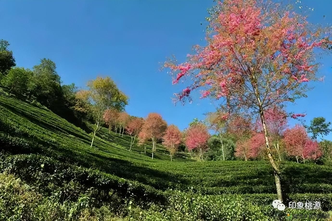 诗意行走万阳山,茶香溢满一峰尖(图15) 诗意行走万阳山,茶香溢满一峰尖(图15)