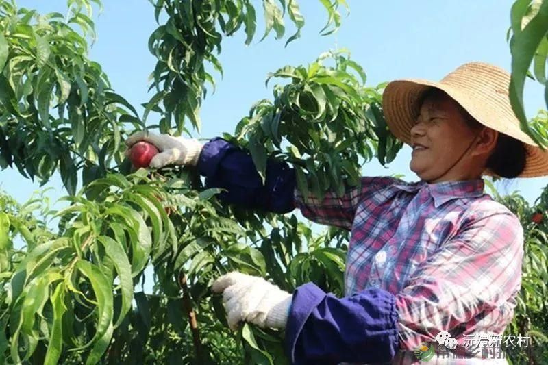 【走进临澧】解锁太浮山夏日甜蜜，一起来摘个“夏天” 露个野营吧