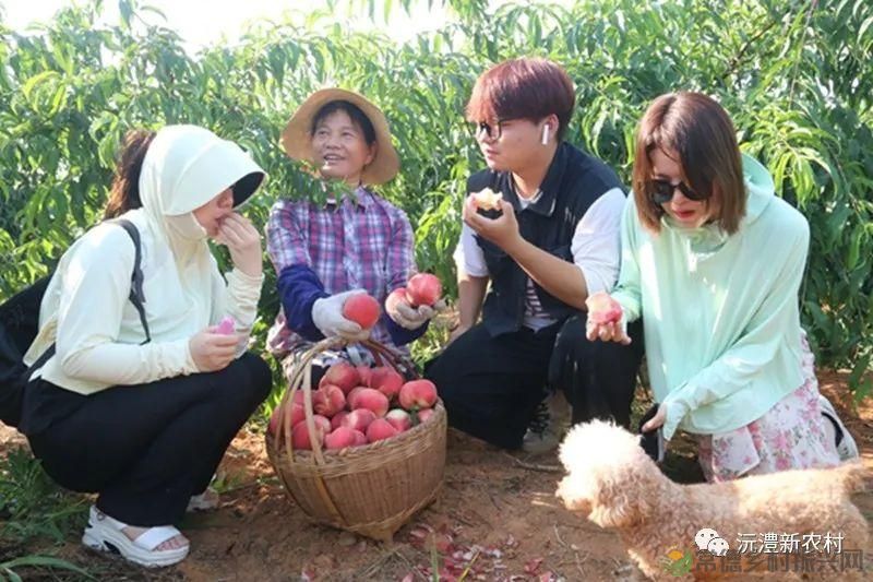 【走进临澧】解锁太浮山夏日甜蜜,一起来摘个“夏天” 露个野营吧(图4) 【走进临澧】解锁太浮山夏日甜蜜,一起来摘个“夏天” 露个野营吧(图4)