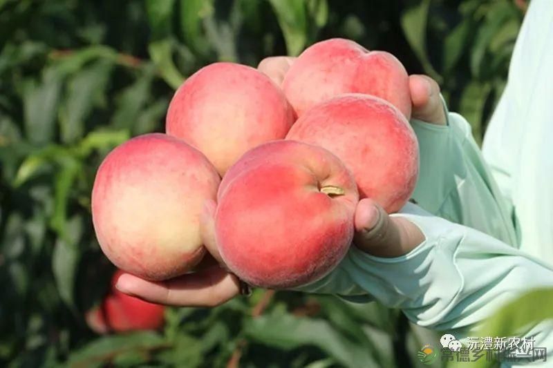 【走进临澧】解锁太浮山夏日甜蜜,一起来摘个“夏天” 露个野营吧(图11) 【走进临澧】解锁太浮山夏日甜蜜,一起来摘个“夏天” 露个野营吧(图11)