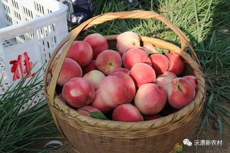 【走进临澧】解锁太浮山夏日甜蜜,一起来摘个“夏天” 露个野营吧(图12) 【走进临澧】解锁太浮山夏日甜蜜,一起来摘个“夏天” 露个野营吧(图12)