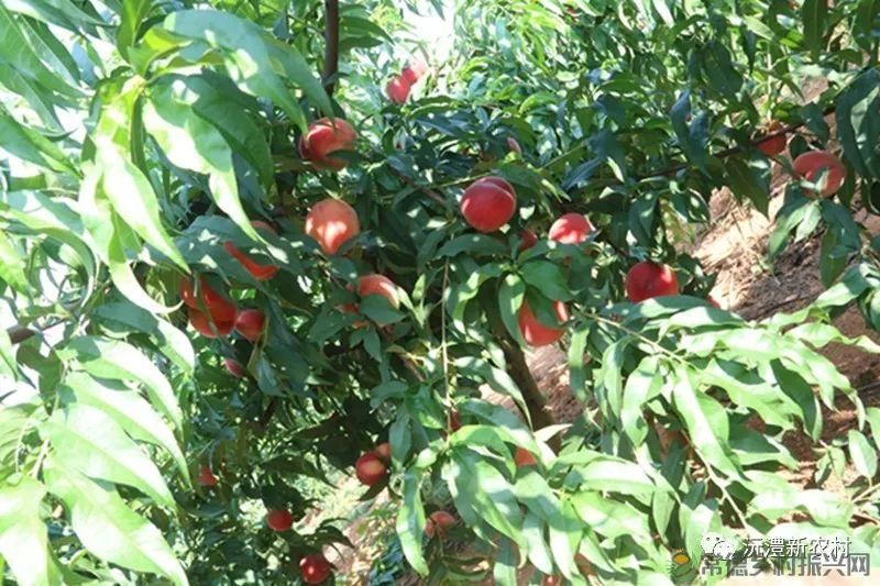 【走进临澧】解锁太浮山夏日甜蜜,一起来摘个“夏天” 露个野营吧(图15) 【走进临澧】解锁太浮山夏日甜蜜,一起来摘个“夏天” 露个野营吧(图15)