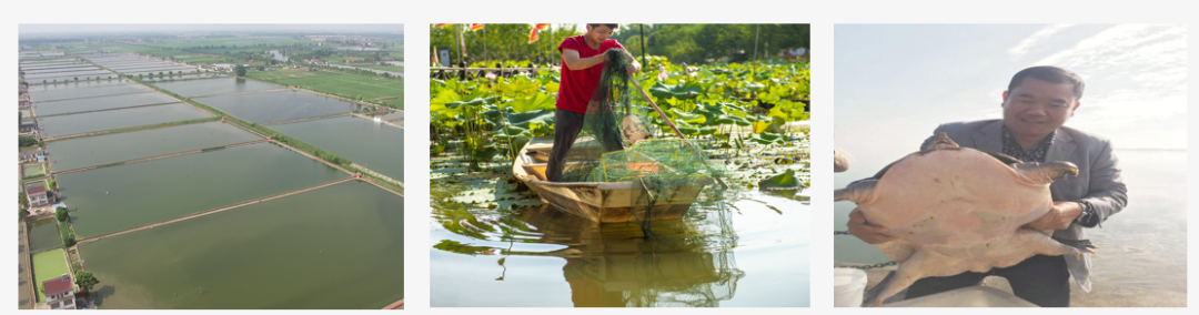 “常德甲鱼 食尚星城”常德甲鱼推介暨招商大会将于6月20日在长沙召开(图9)