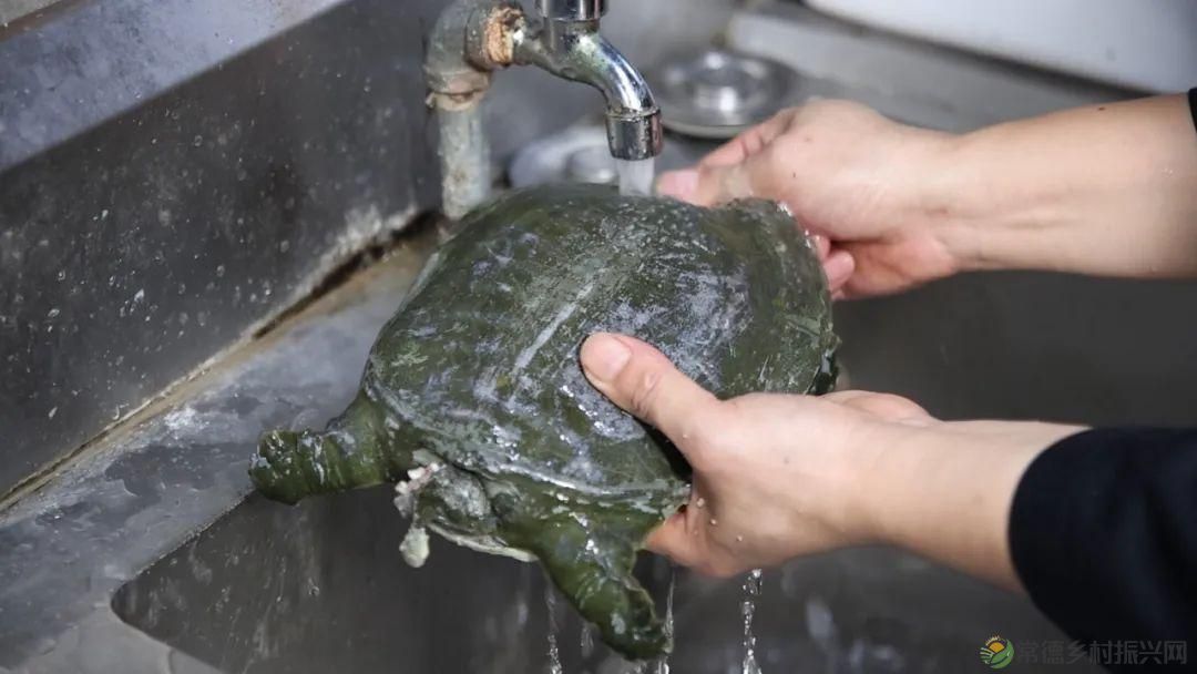 父亲节 以一钵常德甲鱼  致敬天下父亲(图4)