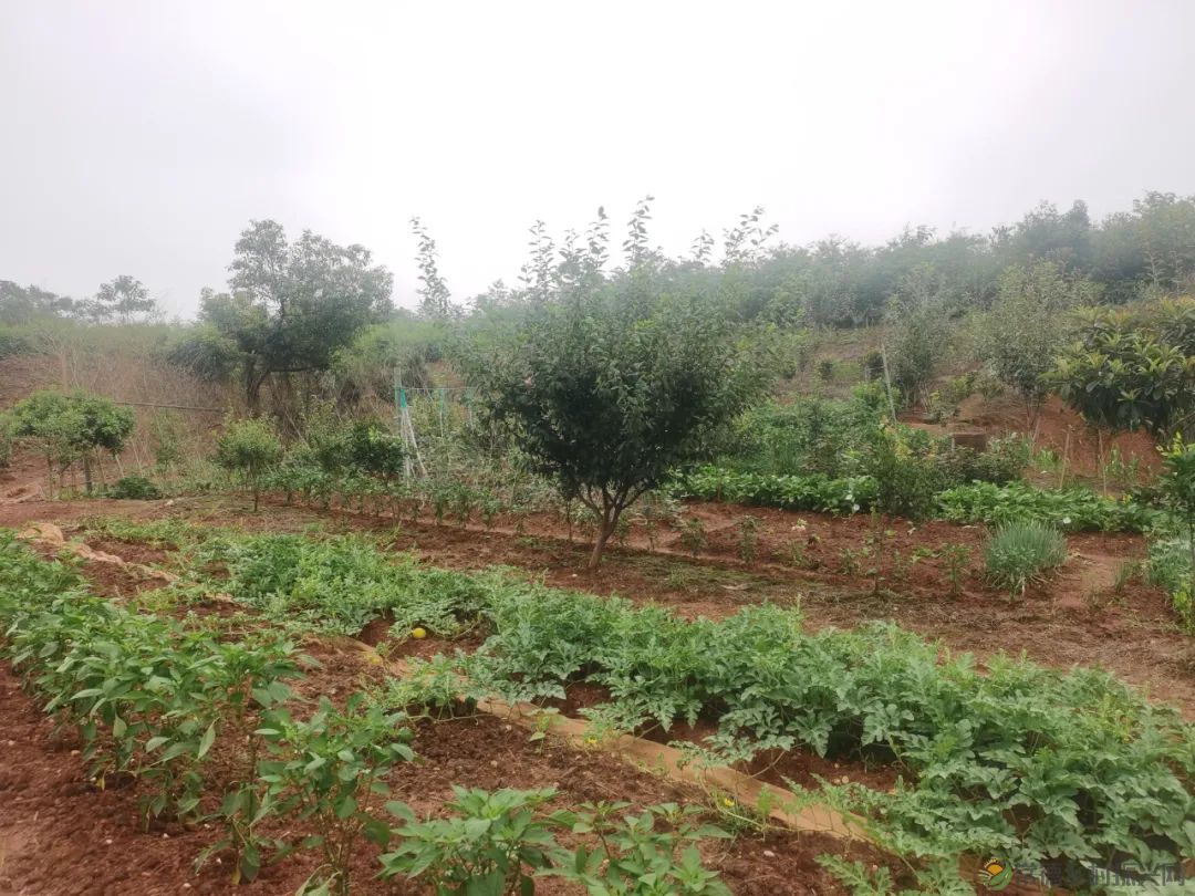 常德市精亲友协会开展送技术下乡、关爱精亲友农户活动(图9) 常德市精亲友协会开展送技术下乡、关爱精亲友农户活动(图9)