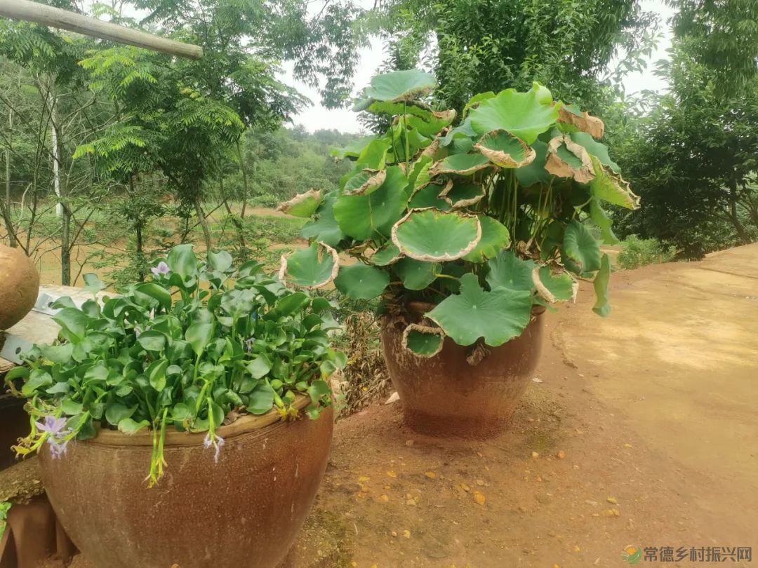 常德市精亲友协会开展送技术下乡、关爱精亲友农户活动(图14) 常德市精亲友协会开展送技术下乡、关爱精亲友农户活动(图14)