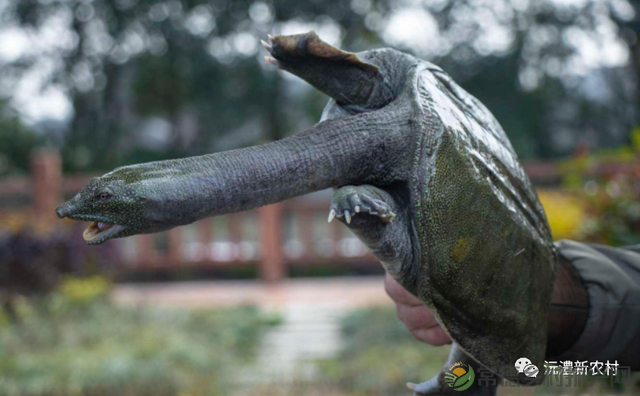 【寻味常德】从一钵常德甲鱼说起(图1) 【寻味常德】从一钵常德甲鱼说起(图1)