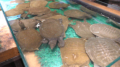 【寻味常德】从一钵常德甲鱼说起(图7) 【寻味常德】从一钵常德甲鱼说起(图7)