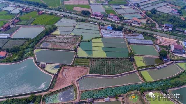 【寻味常德】从一钵常德甲鱼说起(图11) 【寻味常德】从一钵常德甲鱼说起(图11)