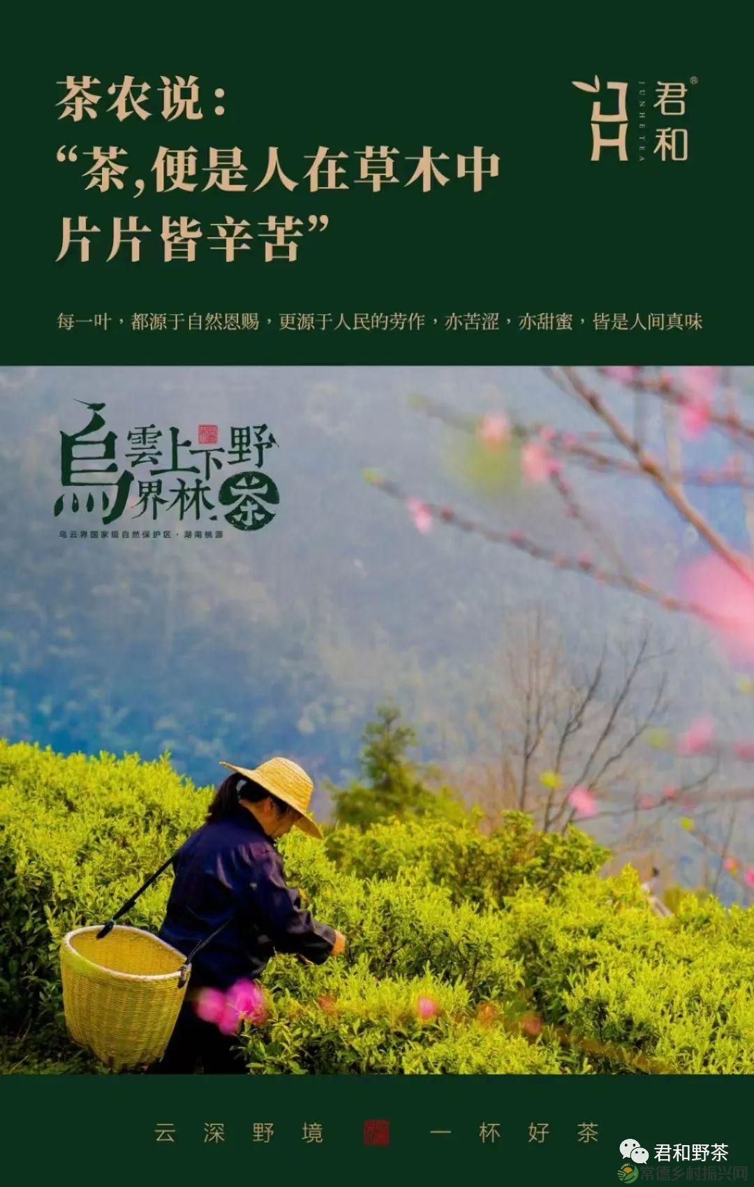 【喜讯】湖南唯一 桃源君和云领系列获“中茶杯”第十三届国际鼎承茶王赛金奖(图5) 【喜讯】湖南唯一 桃源君和云领系列获“中茶杯”第十三届国际鼎承茶王赛金奖(图5)