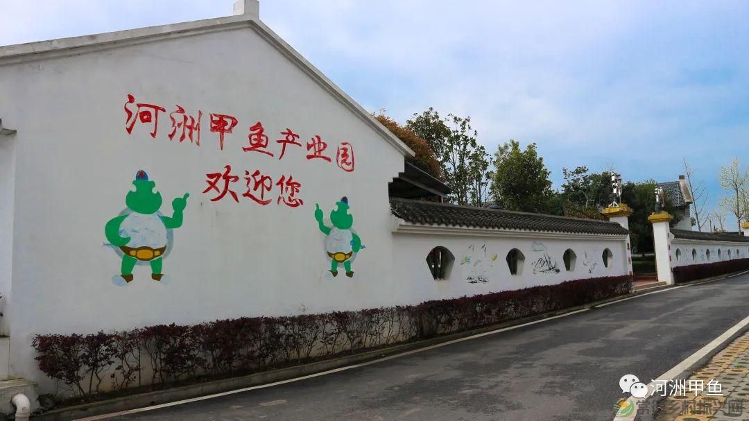 常德甲鱼唯美鲜,河洲甲鱼看过来......(图1) 常德甲鱼唯美鲜,河洲甲鱼看过来......(图1)