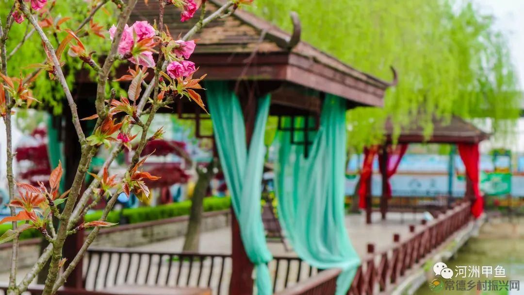 常德甲鱼唯美鲜,河洲甲鱼看过来......(图4) 常德甲鱼唯美鲜,河洲甲鱼看过来......(图4)