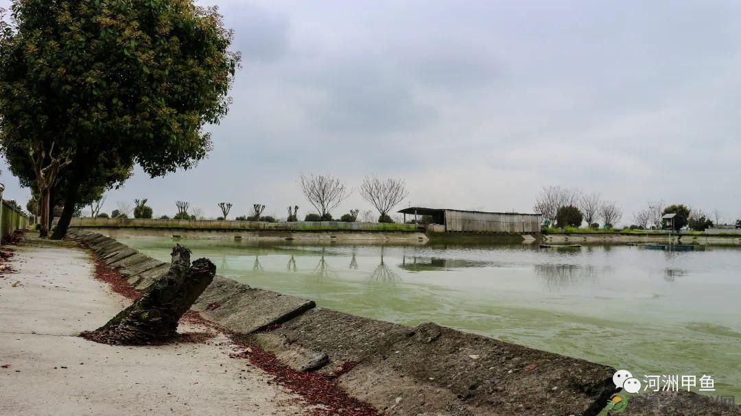 常德甲鱼唯美鲜,河洲甲鱼看过来......(图8) 常德甲鱼唯美鲜,河洲甲鱼看过来......(图8)