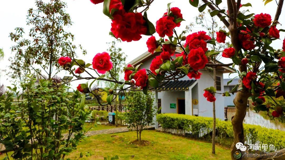 常德甲鱼唯美鲜,河洲甲鱼看过来......(图6) 常德甲鱼唯美鲜,河洲甲鱼看过来......(图6)