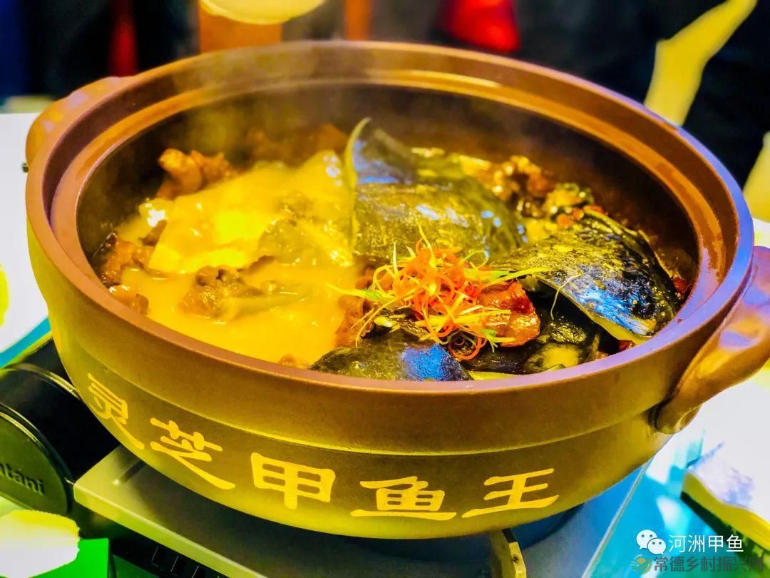 常德甲鱼唯美鲜,河洲甲鱼看过来......(图10) 常德甲鱼唯美鲜,河洲甲鱼看过来......(图10)