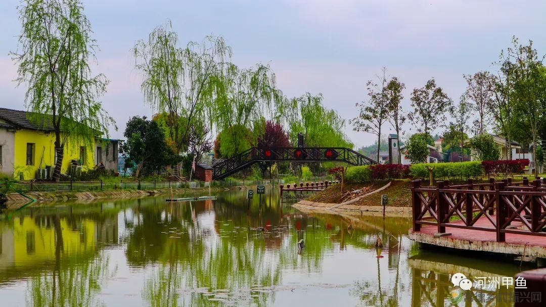 常德甲鱼唯美鲜,河洲甲鱼看过来......(图13) 常德甲鱼唯美鲜,河洲甲鱼看过来......(图13)