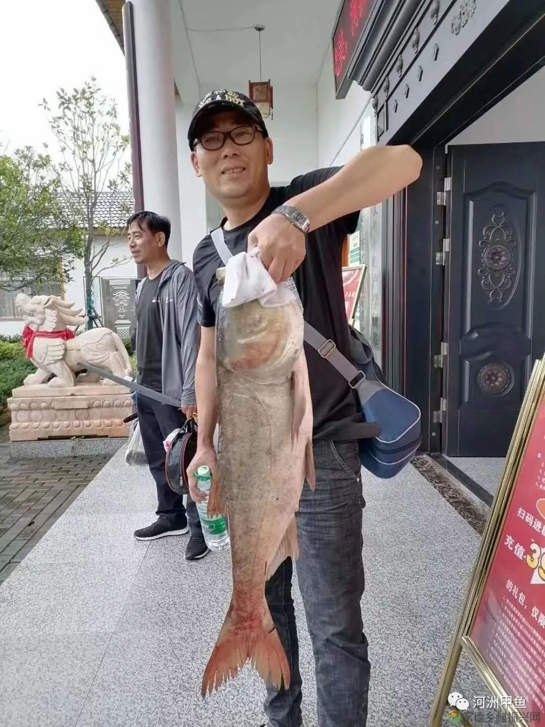 常德甲鱼唯美鲜,河洲甲鱼看过来......(图15) 常德甲鱼唯美鲜,河洲甲鱼看过来......(图15)