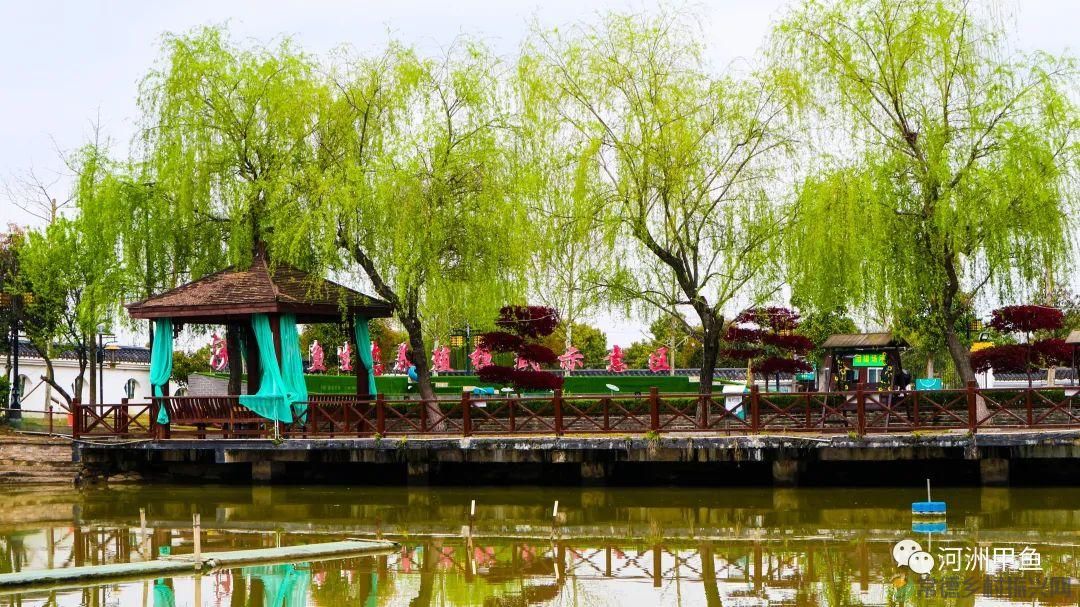 常德甲鱼唯美鲜,河洲甲鱼看过来......(图14) 常德甲鱼唯美鲜,河洲甲鱼看过来......(图14)