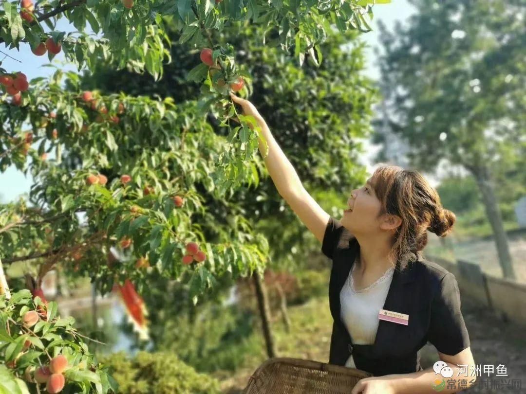 常德甲鱼唯美鲜,河洲甲鱼看过来......(图17) 常德甲鱼唯美鲜,河洲甲鱼看过来......(图17)