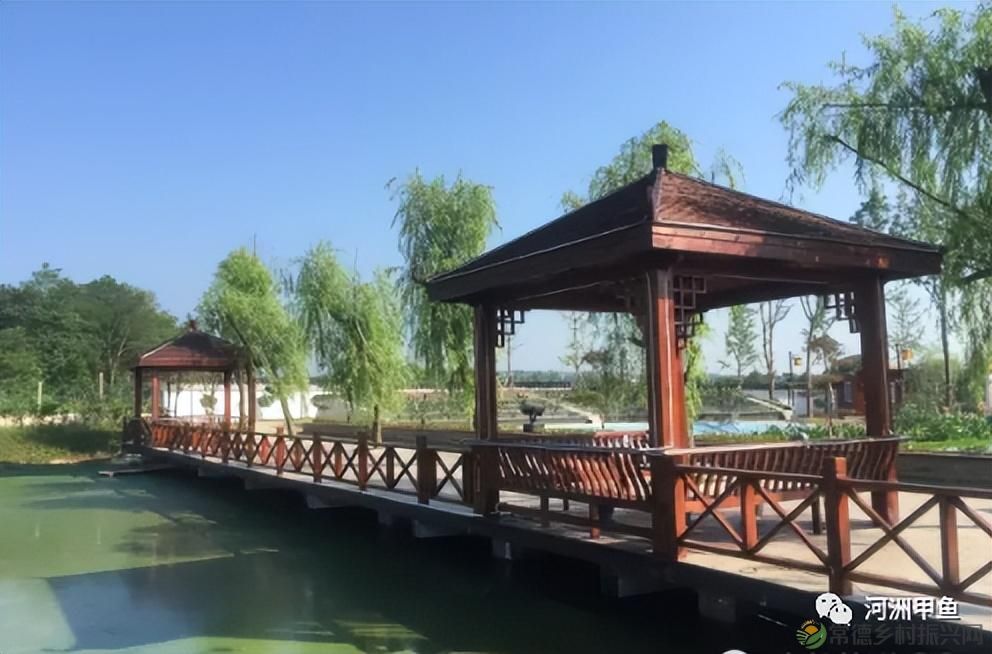 常德甲鱼唯美鲜,河洲甲鱼看过来......(图34) 常德甲鱼唯美鲜,河洲甲鱼看过来......(图34)