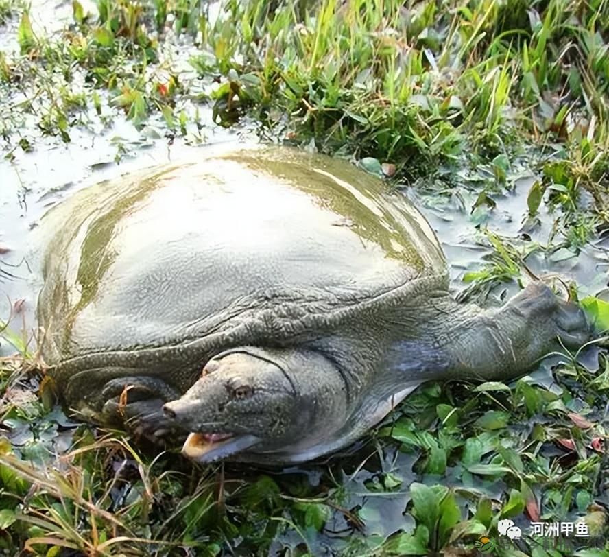 常德甲鱼唯美鲜,河洲甲鱼看过来......(图32) 常德甲鱼唯美鲜,河洲甲鱼看过来......(图32)