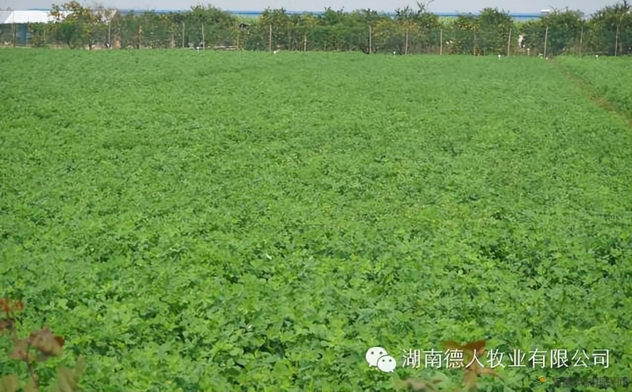 “牧草之王”紫花苜蓿(图3)