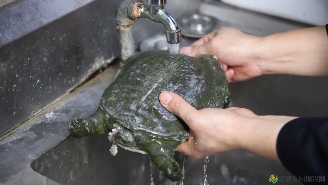 以一钵常德甲鱼 致敬天下父亲(图3) 以一钵常德甲鱼 致敬天下父亲(图3)