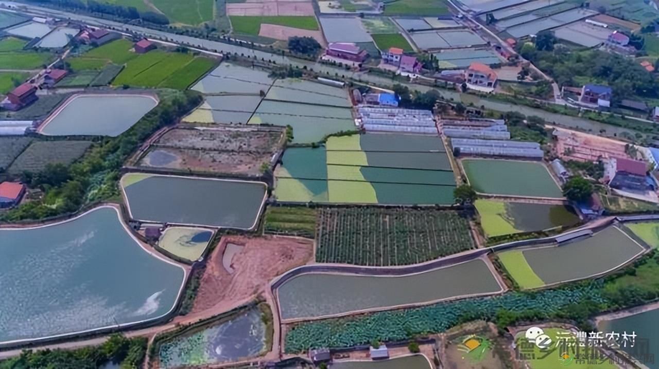 游世外桃源，品常德甲鱼(图11)