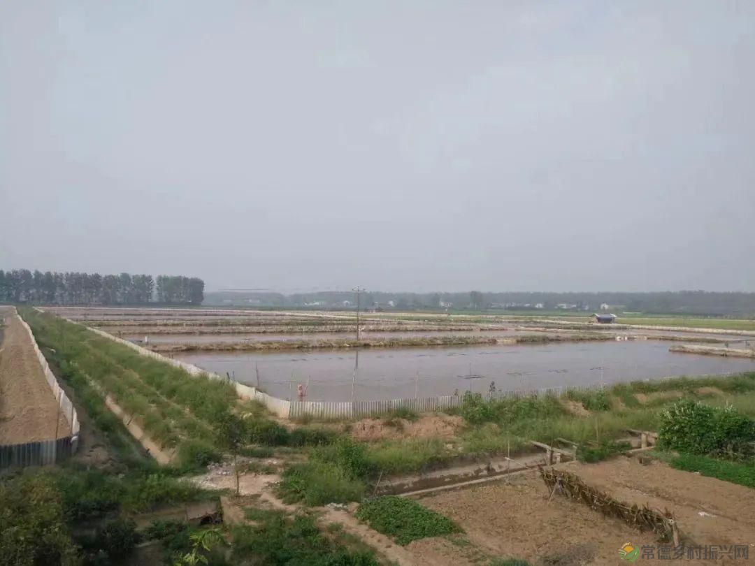 【沅澧新农人】梁波:从知名餐厨到甲鱼王子的华丽转身(图4) 【沅澧新农人】梁波:从知名餐厨到甲鱼王子的华丽转身(图4)