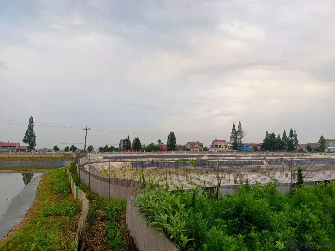 【沅澧新农人】梁波:从知名餐厨到甲鱼王子的华丽转身(图5) 【沅澧新农人】梁波:从知名餐厨到甲鱼王子的华丽转身(图5)