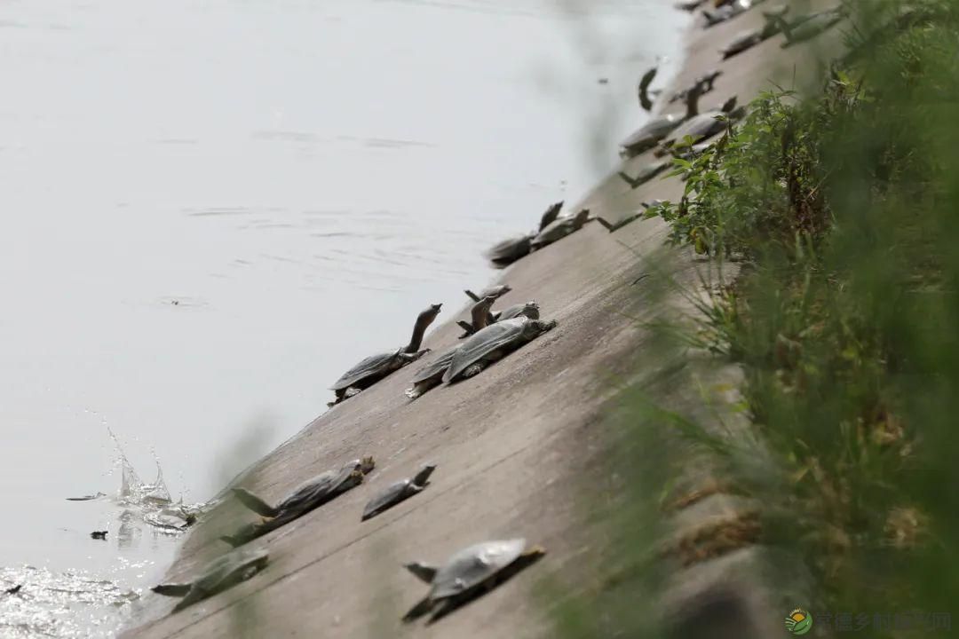 【沅澧新农人】梁波:从知名餐厨到甲鱼王子的华丽转身(图7) 【沅澧新农人】梁波:从知名餐厨到甲鱼王子的华丽转身(图7)