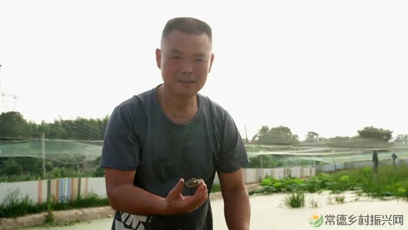 【沅澧新农人】林明学:我与嘉莲两相惜,共养荷鳖换千金(图4) 【沅澧新农人】林明学:我与嘉莲两相惜,共养荷鳖换千金(图4)