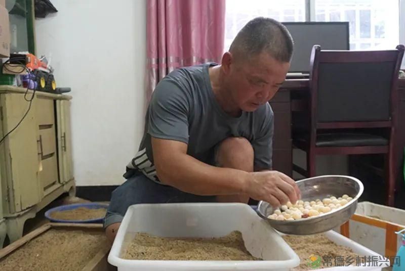 【沅澧新农人】林明学:我与嘉莲两相惜,共养荷鳖换千金(图6) 【沅澧新农人】林明学:我与嘉莲两相惜,共养荷鳖换千金(图6)