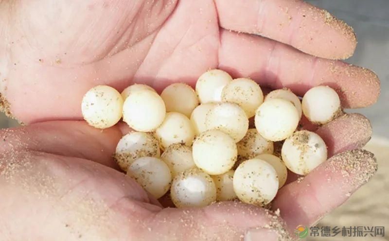 【沅澧新农人】林明学:我与嘉莲两相惜,共养荷鳖换千金(图5) 【沅澧新农人】林明学:我与嘉莲两相惜,共养荷鳖换千金(图5)